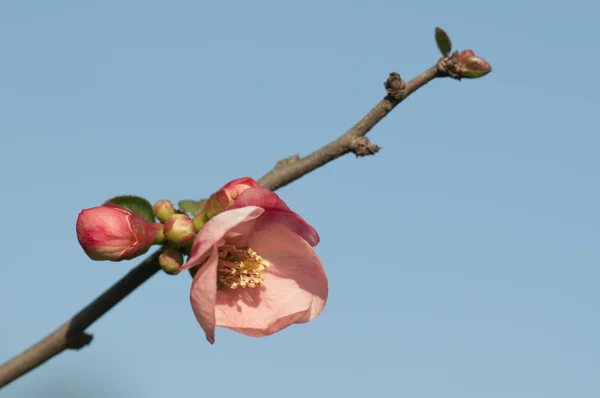 stock image Pink flowers opening in spring with blue background