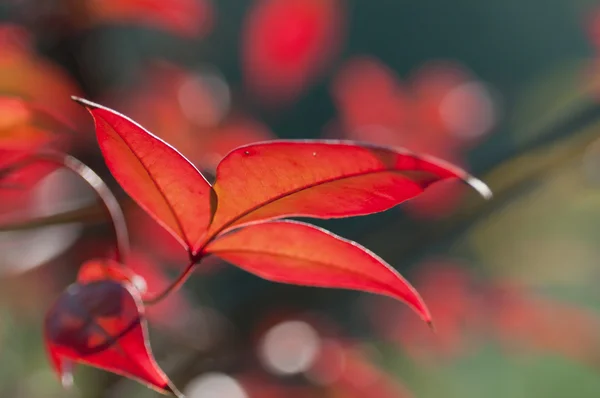 太陽によって赤の葉のバックライト — ストック写真