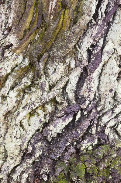 Dettaglio di corteccia colorata di una quercia — Foto Stock