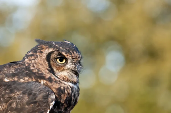 stock image American owl, Bubo virginianus, with yellow eyes