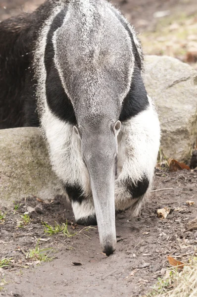 Giant Anteater, Myrmecophaga tridactyla, is the largest species — Stock Photo, Image