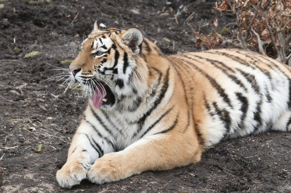 Tiger, panthera tigris, laying down and yawning