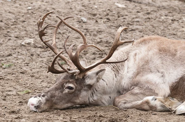 Rendieren (rangifer dierkunde), ook bekend als de kariboe in Noord — Stockfoto