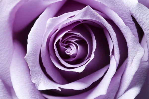 Gerade geöffnete lila Rose Nahaufnahme mit seitlicher Beleuchtung — Stockfoto
