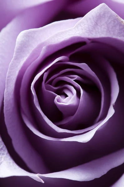 刚打开紫玫瑰特写与侧向照明 — 图库照片