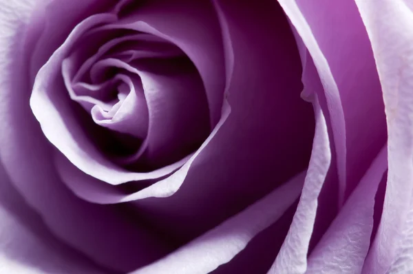 Właśnie otworzył fioletowy róża zbliżenie z boczne oświetlenie — Zdjęcie stockowe
