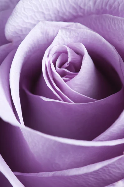 Acaba de abrir rosa púrpura primer plano con iluminación lateral — Foto de Stock