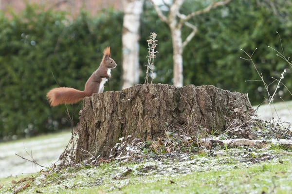 Red squirrel or Eurasian red squirrel (Sciurus vulgaris) — Stock Photo, Image