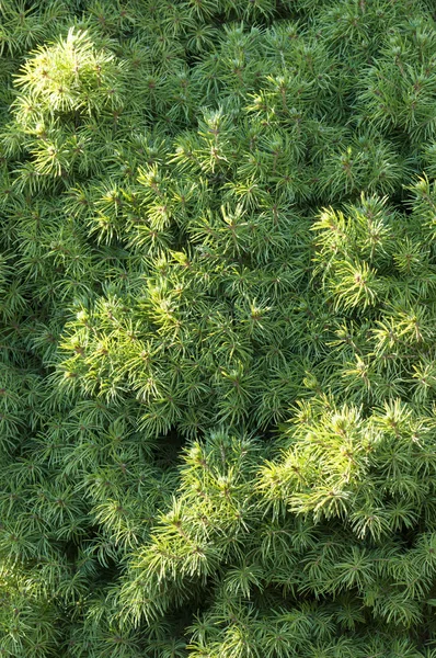Closeup of a coniferous tree, Picea glauca conica — Stock Photo, Image