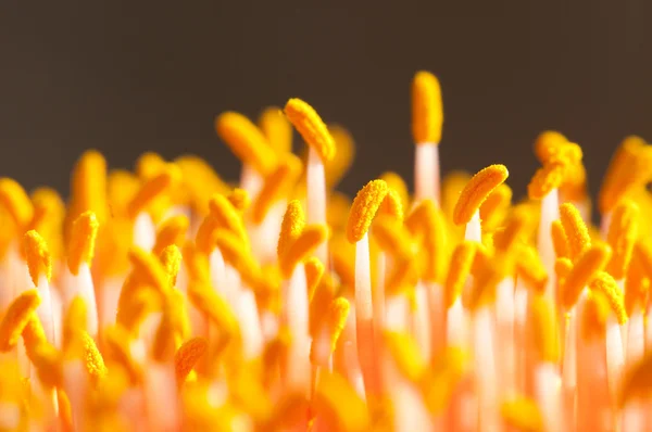 stock image Closeup of the flower of the spectacular paintbrush lily, Scadox