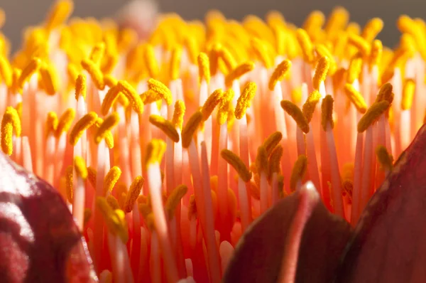 Närbild på blomman av spektakulära pensel lilja, scadox — Stockfoto