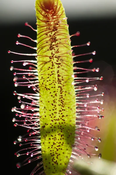 stock image Drosera capensis, commonly known as the Cape sundew, is a carniv