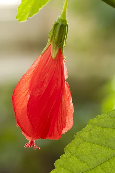 Red flower of the Turk's Cap Mallow, — Stock Photo, Image