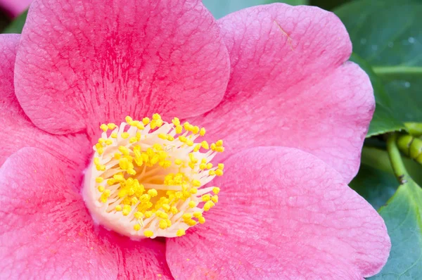Ροζ λουλούδι closeup της camelia japonica — Φωτογραφία Αρχείου