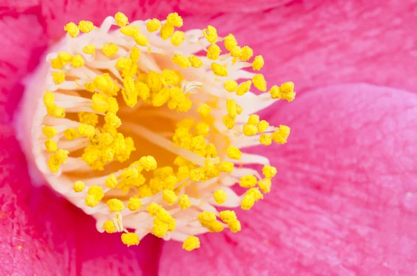 Рожева квітка крупним планом Camelia Айва японська — стокове фото