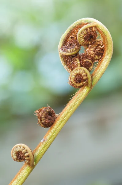 芽的热带蕨叶 — 图库照片