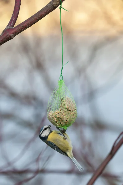 Sýkora modřinka, Parus caeruleus, je zpěvný pták — Stock fotografie