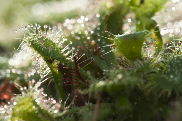 Drosera capensis, commonly known as the Cape sundew, is a carniv — Stock Photo, Image