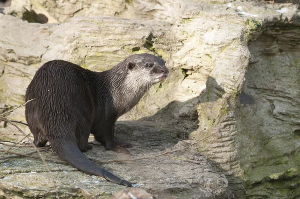 Видра річкова (lutra lutra), Євразійський річка otter, загальні otter — стокове фото