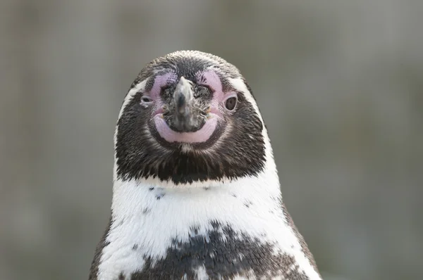 Portretul unui pinguin magellanic, Spheniscus magellanicus — Fotografie, imagine de stoc