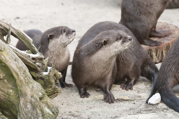 Europese otter (lutra lutra), Euraziatische rivier-otter, gemeenschappelijke otter — Stockfoto