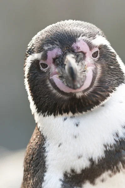 Portretul unui pinguin magellanic, Spheniscus magellanicus — Fotografie, imagine de stoc