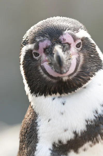 Portrait of a Magellanic Penguin, Spheniscus magellanicus — Stock Photo, Image