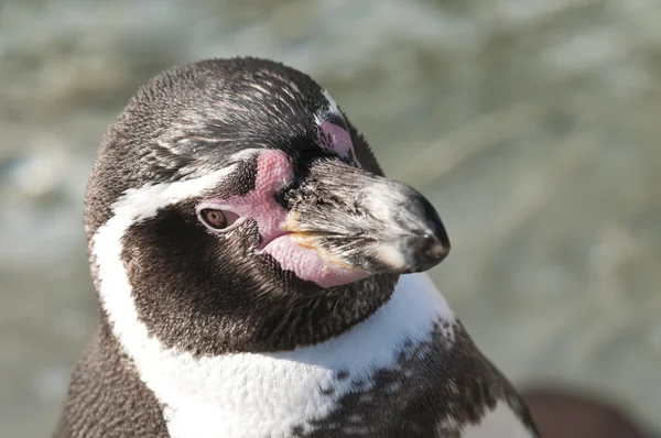 Portrét tučňák magellanský, spheniscus magellanicus — Stock fotografie