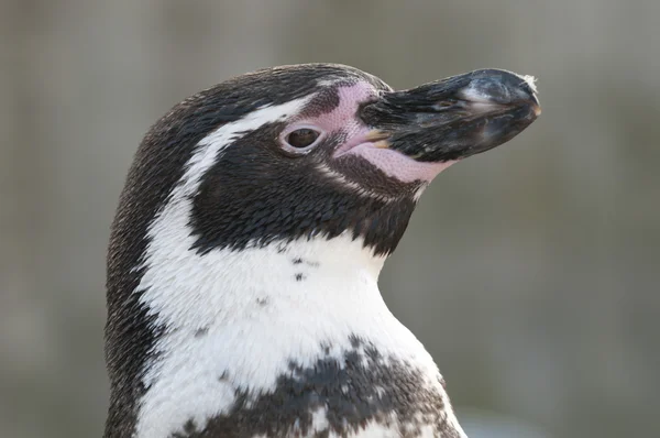 Portrait of a Magellanic Penguin, Spheniscus magellanicus — Stock Photo, Image