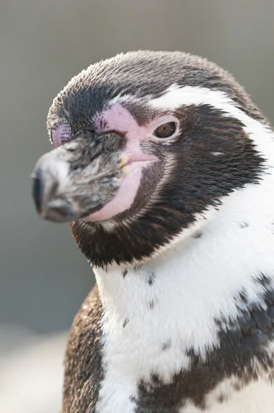 Портрет Магелланова пингвина, Spheniscus magellanicus — стоковое фото