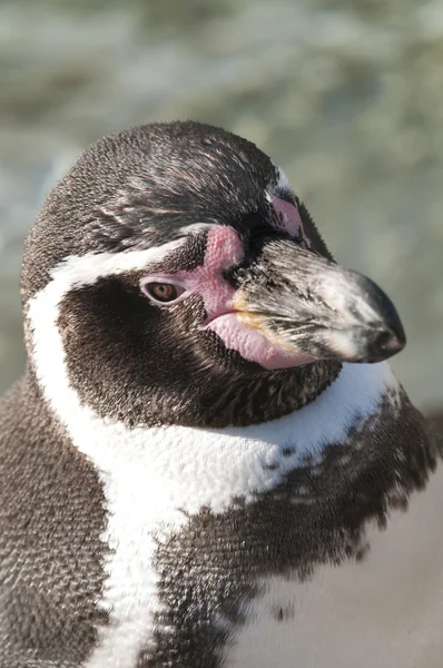 Retrato de um Pinguim de Magalhães, Spheniscus magellanicus — Fotografia de Stock