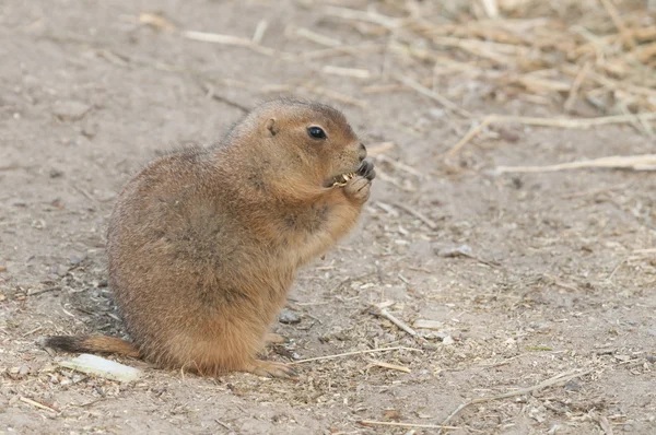 Prairie dogs (Cynomys) are burrowing rodents native to the grass — Stock Photo, Image
