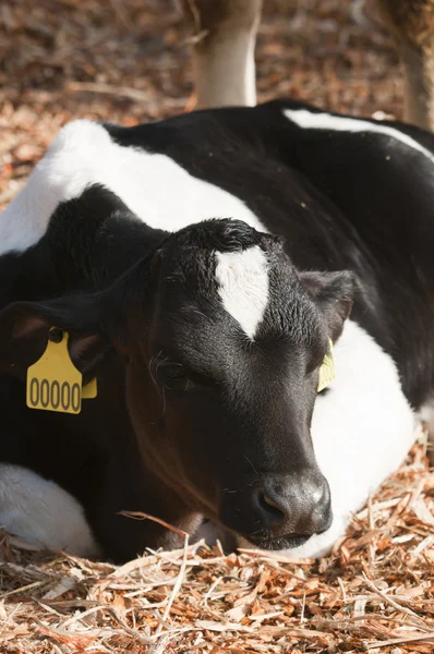 Ganado lechero joven (vacas lecheras) de la especie Bos taurus . — Foto de Stock