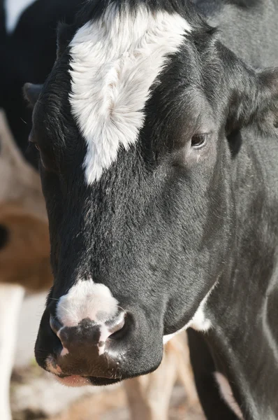 Bovinos leiteiros (vacas leiteiras) da espécie Bos taurus — Fotografia de Stock