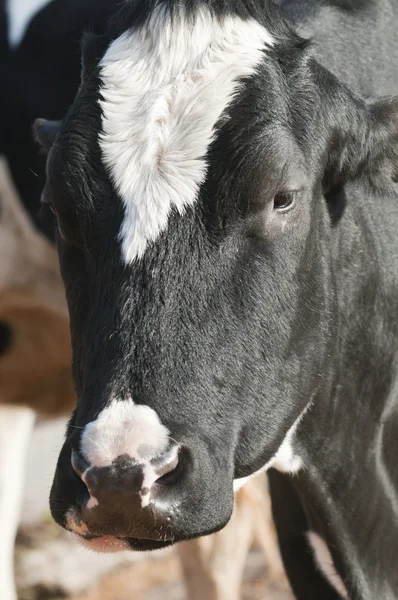 Hembra adulta Ganado lechero (vacas lecheras) de la especie Bos taurus — Foto de Stock