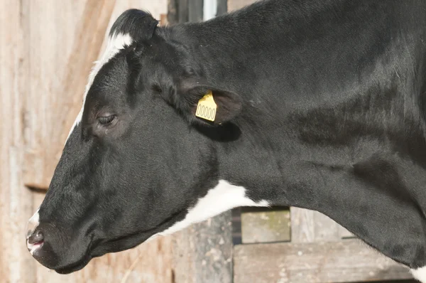 Felnőtt női tejelő szarvasmarha (tejelő tehenek) fajok íj taurus — Stock Fotó