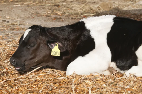 Bovinos leiteiros jovens (vacas leiteiras) da espécie Bos taurus . — Fotografia de Stock