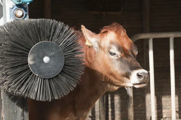 Hembra adulta Ganado lechero (vacas lecheras) cerca de un cepillo de piel — Foto de Stock