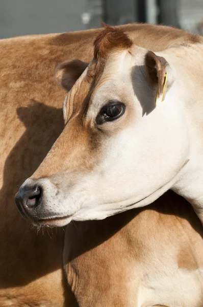 Hembra adulta Ganado lechero (vacas lecheras) de la especie Bos taurus — Foto de Stock