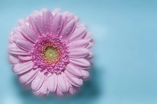 Roze gerber bloemen in volle bloei — Stockfoto
