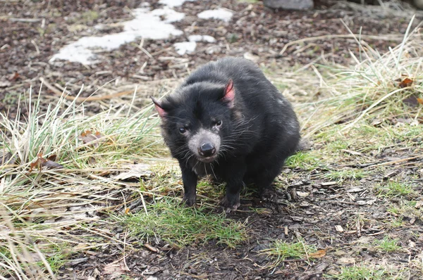 Diablo raro de Tasmania (Sarcophilus harrisii ) — Foto de Stock