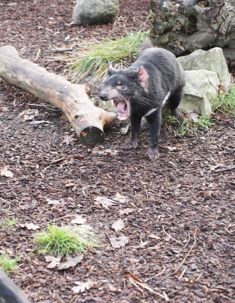 Vzácné Tasmánský ďábel (ďábel harrisii) — Stock fotografie
