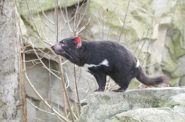 Rare Tasmanian devil (Sarcophilus harrisii) — Stock Photo, Image
