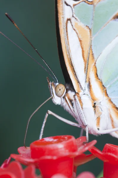 Bir artif şekeri sıvı emme tropikal bir kelebeğin makro — Stok fotoğraf