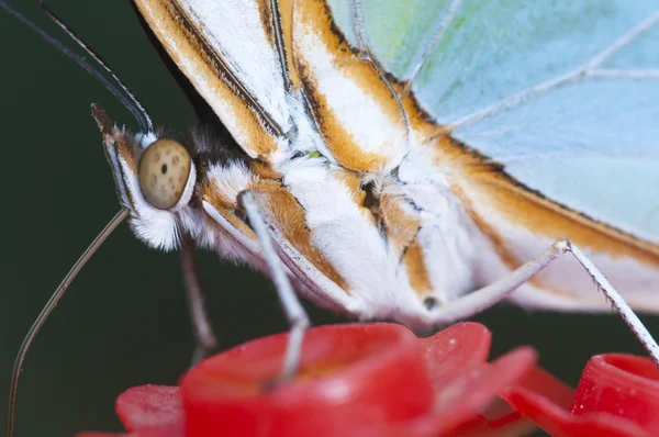 Makro en tropisk fjäril sugande socker vätska från en artefakt — Stockfoto