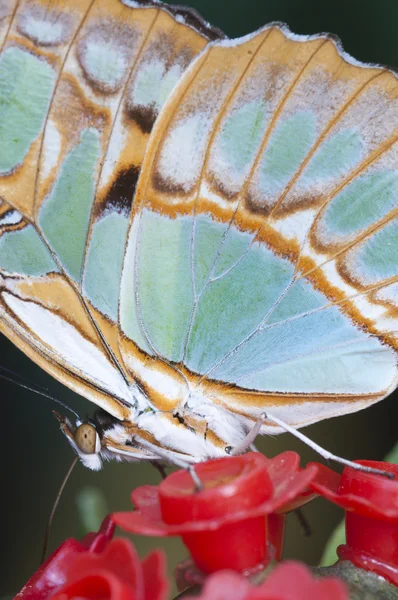 Macro di una farfalla tropicale — Foto Stock