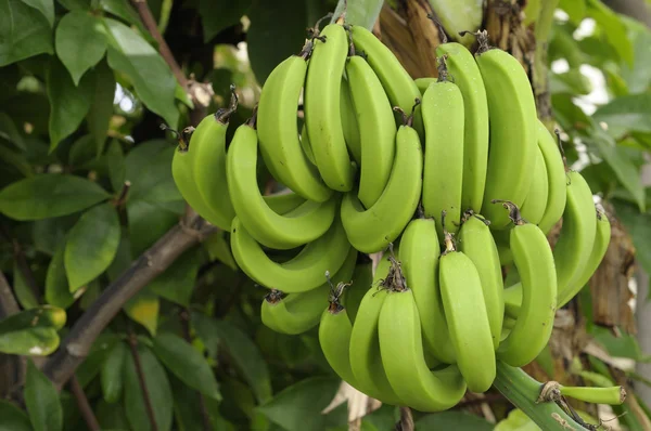 一堆绿香蕉 — 图库照片