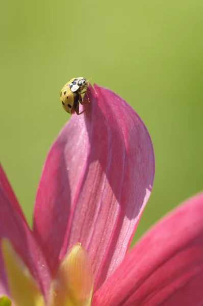 Gelber Marienkäfer auf Blütenblatt — Stockfoto