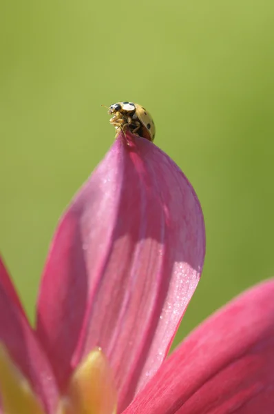 Gelber Marienkäfer auf Blütenblatt — Stockfoto