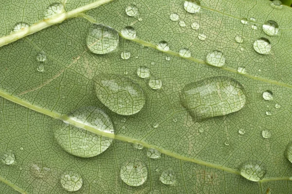 Gocce di pioggia sulla foglia — Foto Stock